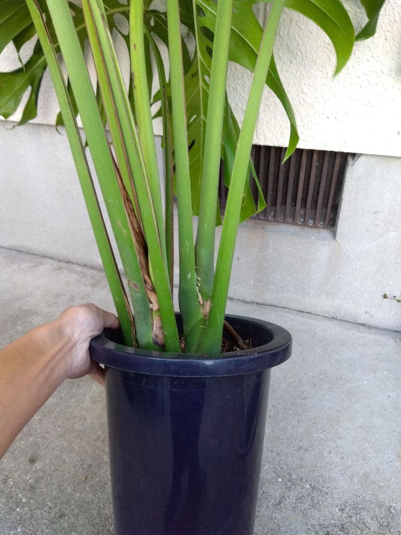 モンステラ　デリシオーサ　8号鉢つき　深穴開き❗2株植え❗　①
