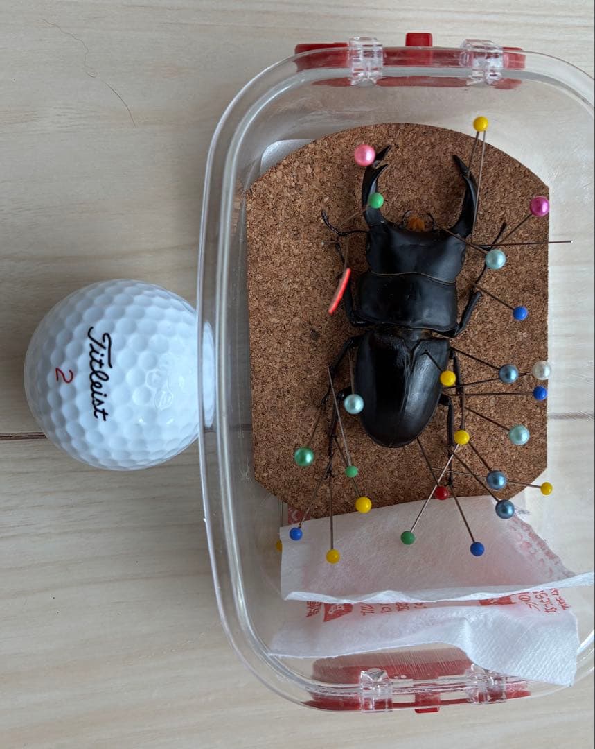 クワガタ標本 セット 標本ケース2個