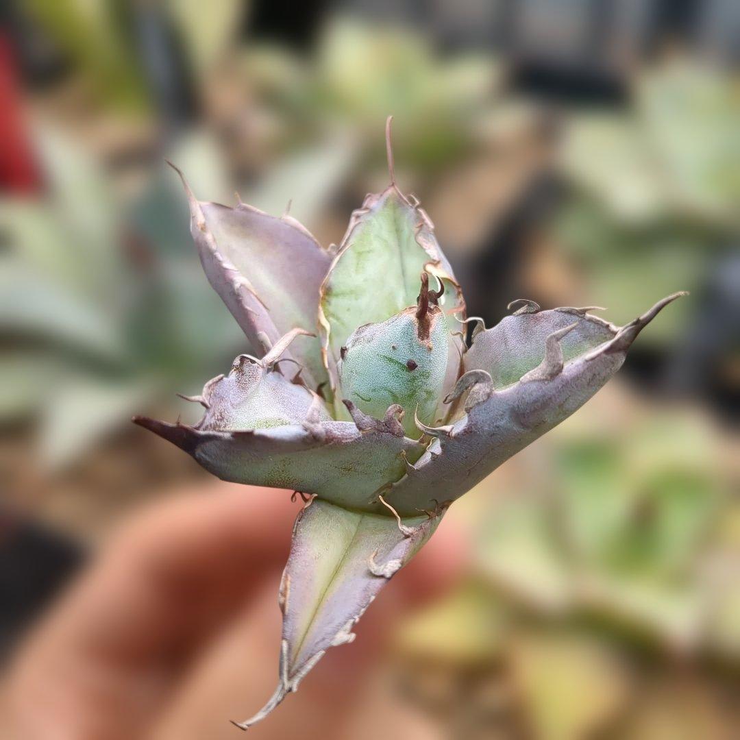 黒鯨＋悪魔bb　速達