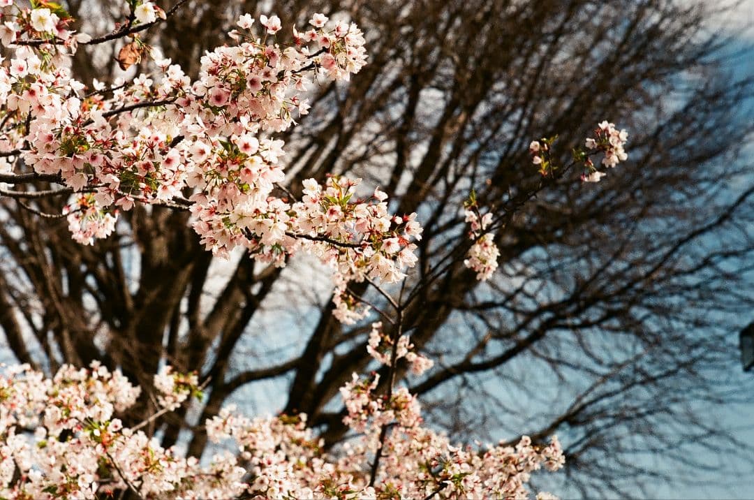 Canon P & Jupiter-8　完動品