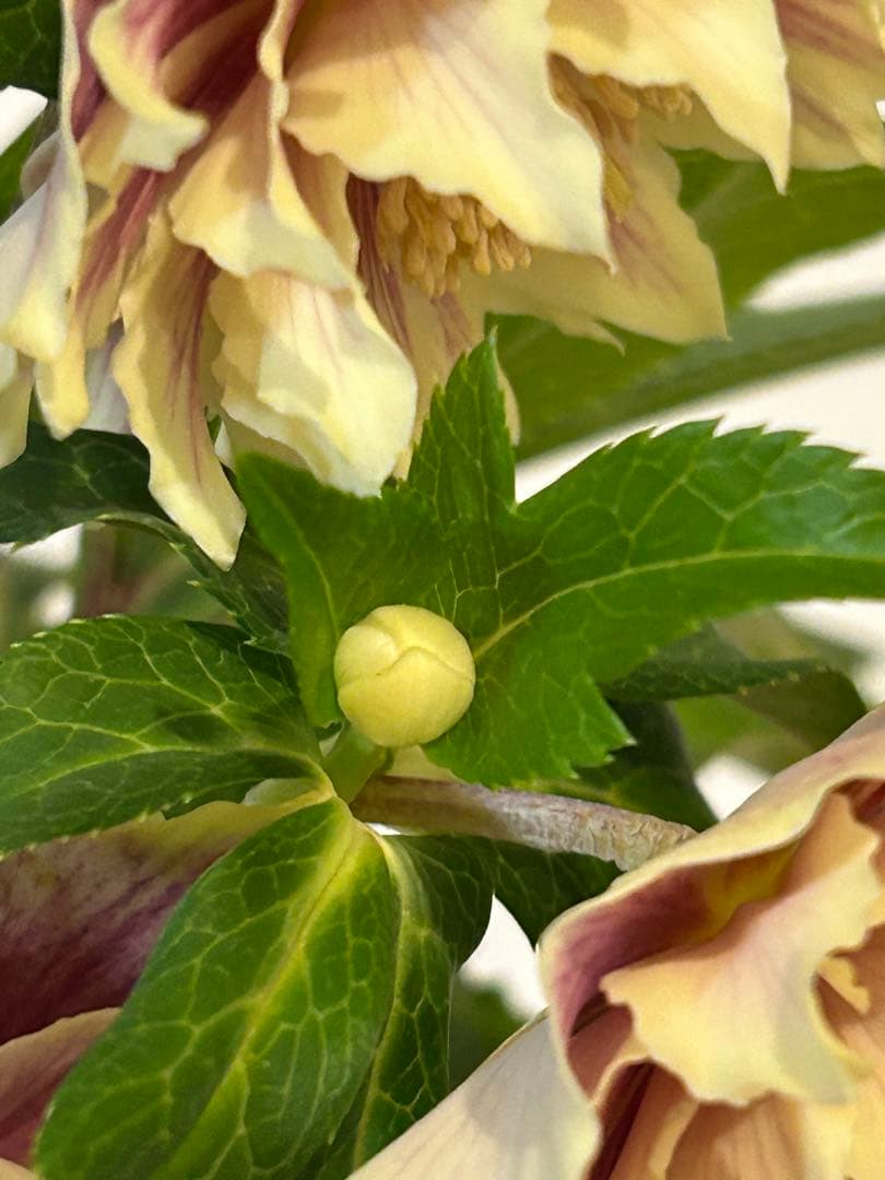 衛*様 クリスマスローズ開花株　ソレイユ　認定札付き