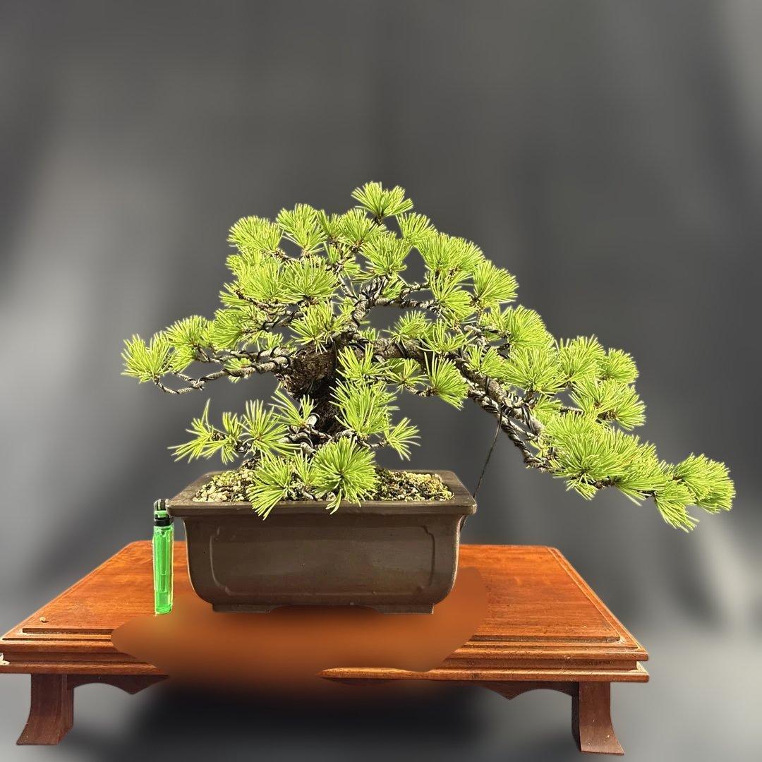 貴風盆栽、赤石五葉松、懸崖作り、幹元太 目立った汚れ傷無し　medabon