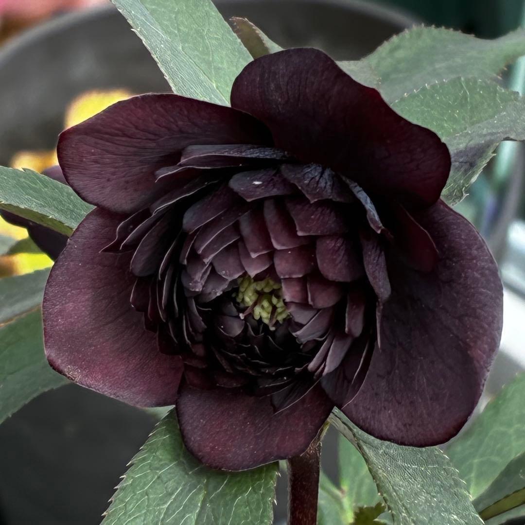 ま*こ様 3552☘️蕾花付き☘️親株☘️⭐️クレオパトラ⭐️小中輪⭐️超多弁⭐