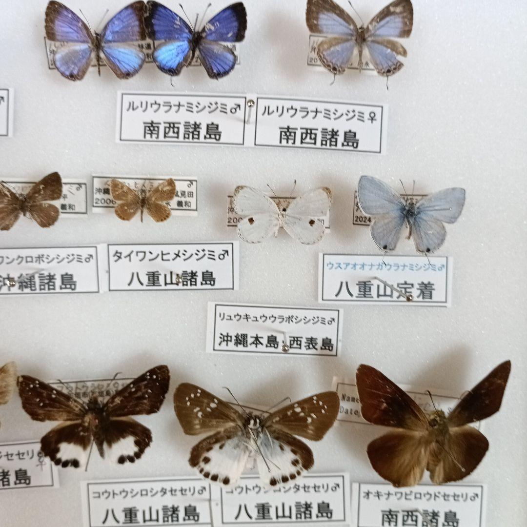 南西諸島の特産蝶47種＝希少フタオチョウ♂♀完品・コノハチョウを含む