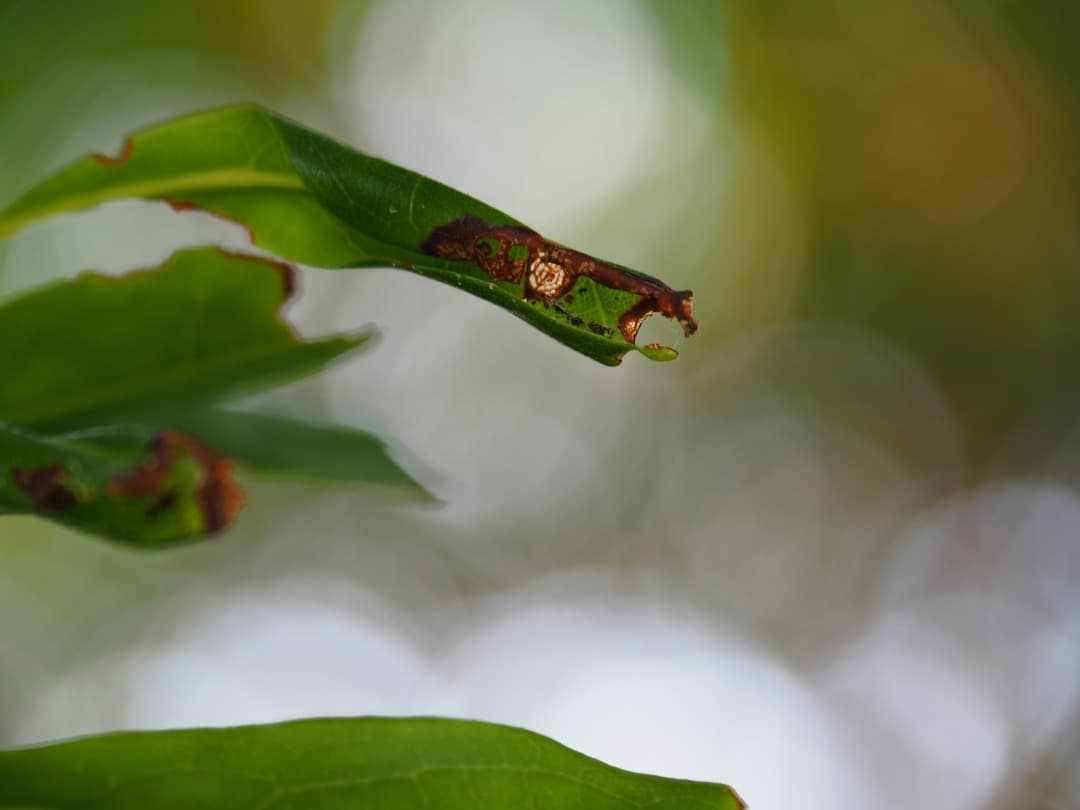 【極美品】M.ZUIKO DIGITAL 14-150mm F4-5.6 II