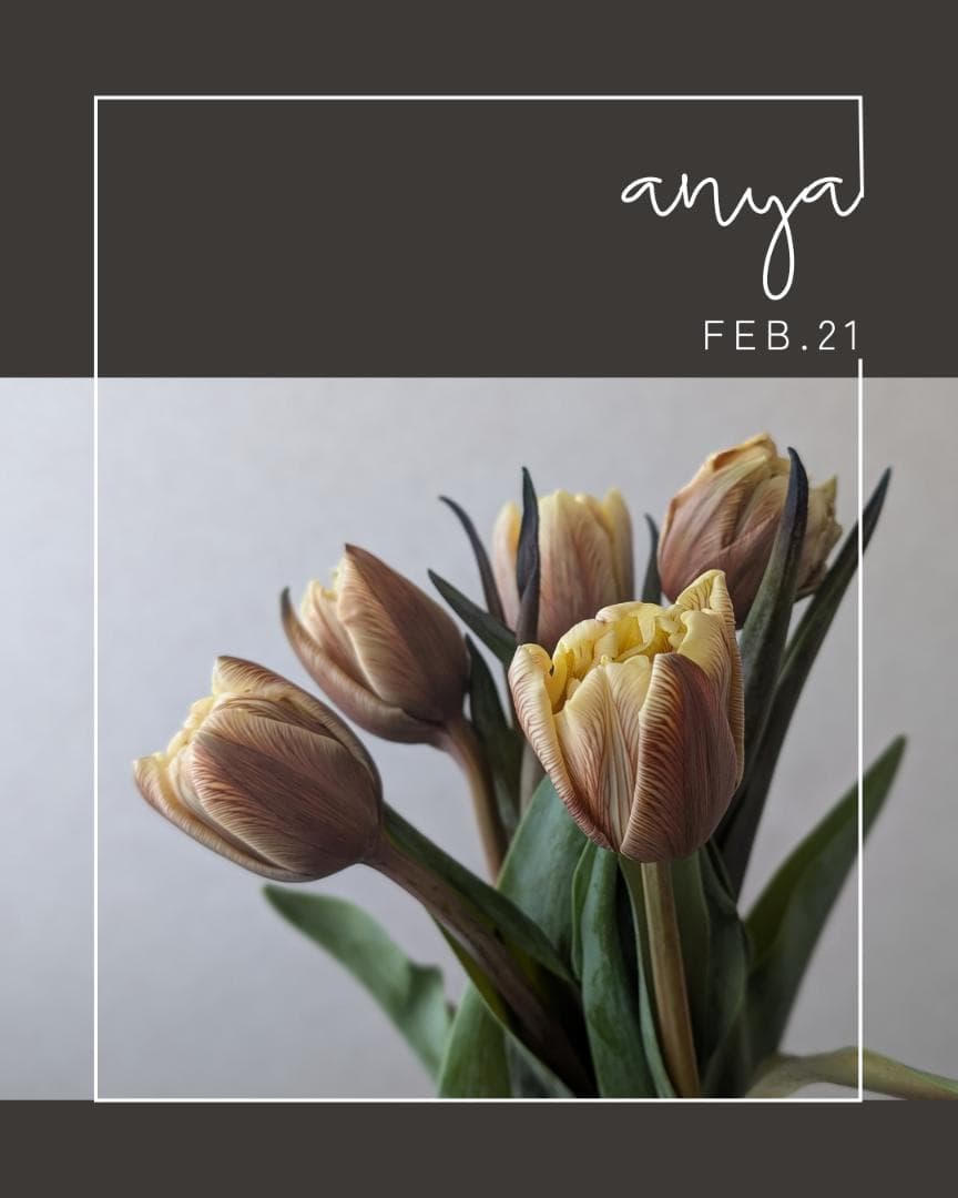 FEB.21 チューリップ☆切り花セット