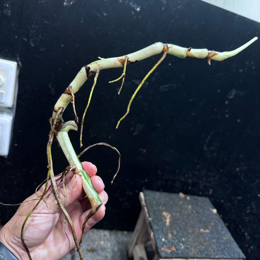 な*え様 斑入りモンステラホワイトタイガー大茎5株おまとめ