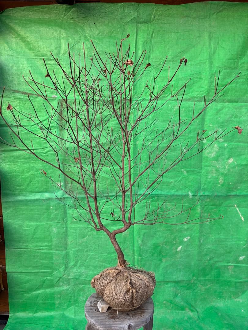 シロヤシオツツジ