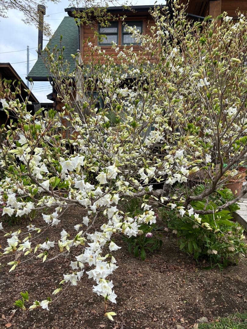 シロヤシオツツジ