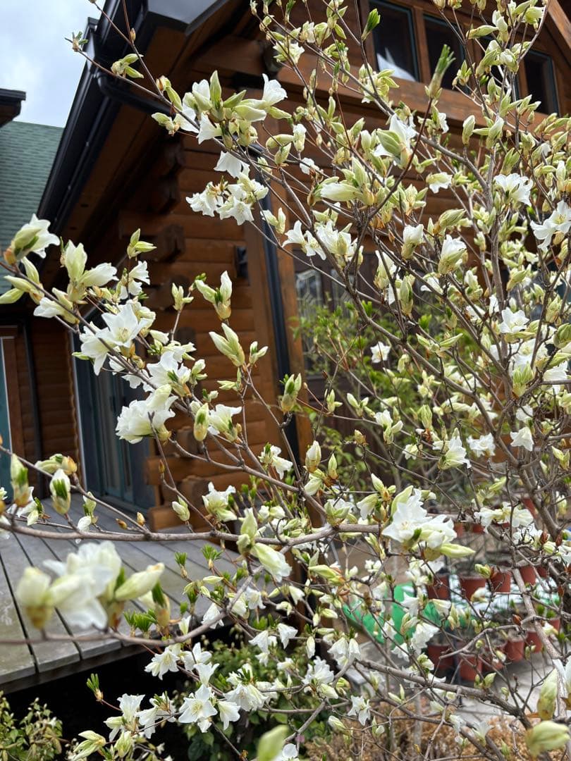 シロヤシオツツジ