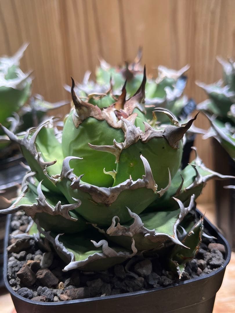 アガベ チタノタ シーザー 凱徹 台湾産