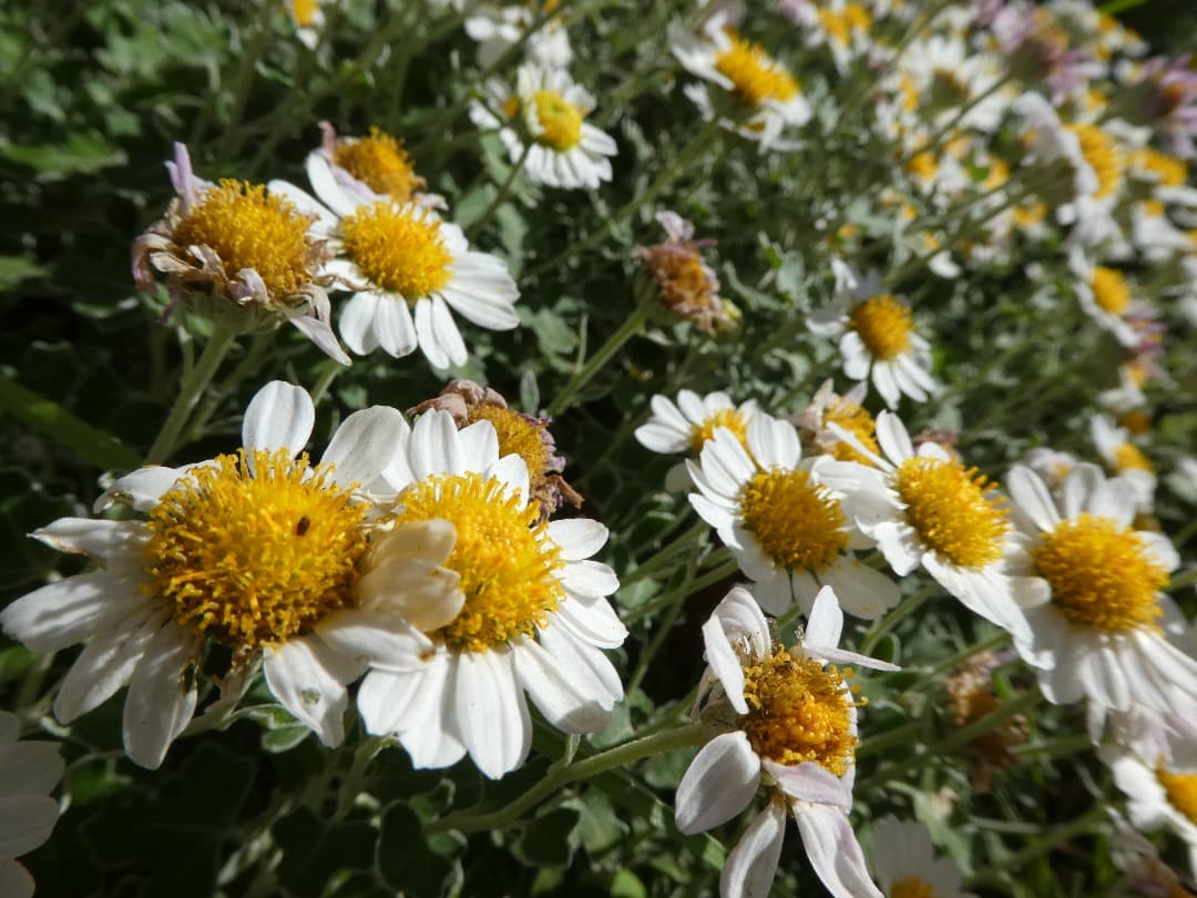 実写美⭕️【動作確認済】LUMIX DMC-TZ85　デジカメ　ブラック