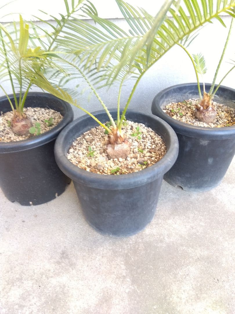 サイカス　タイシルバー　大株2株セット