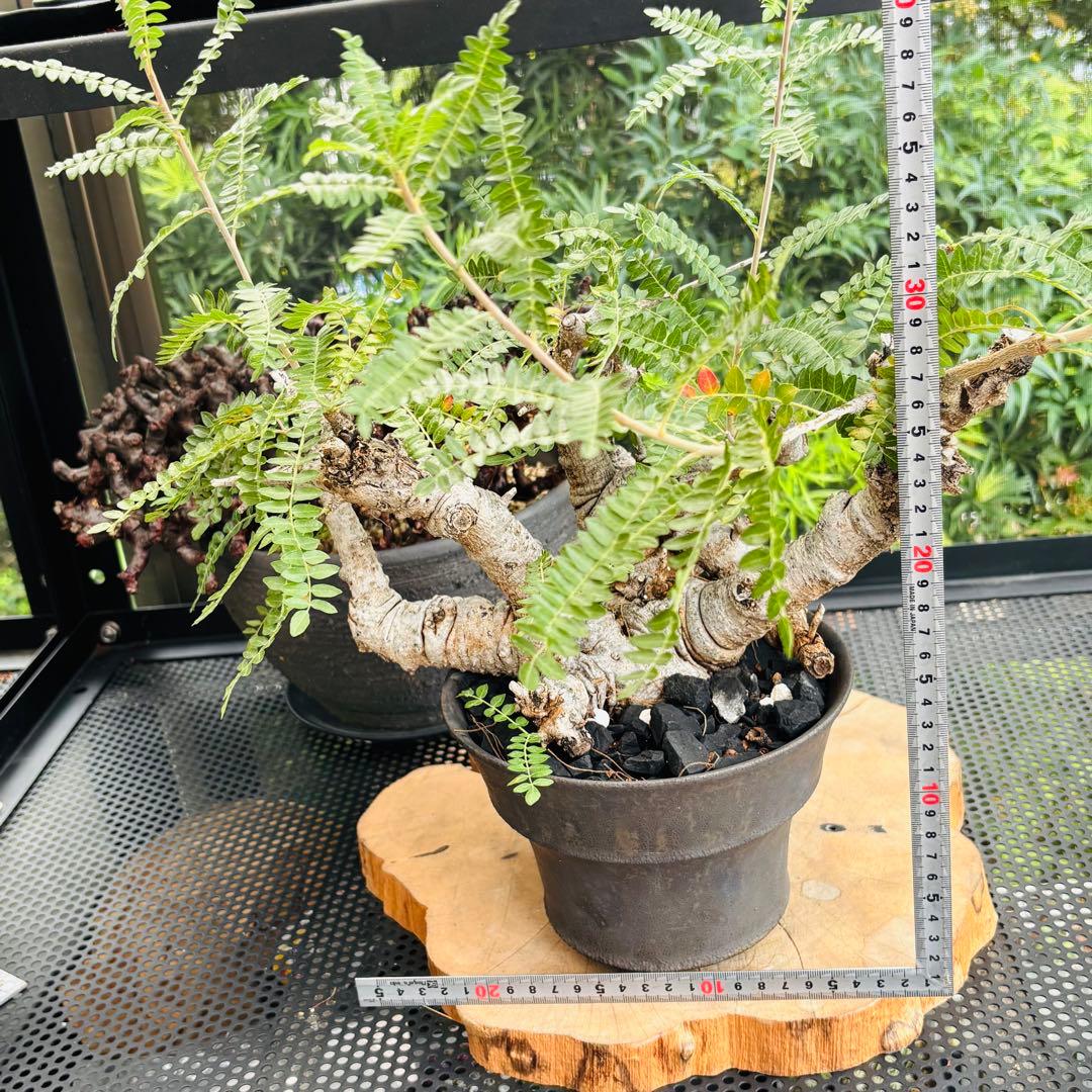 短期間限定超特価！ 低重心 大株 ボスウェリア ネグレクタ 現地球 船串篤司