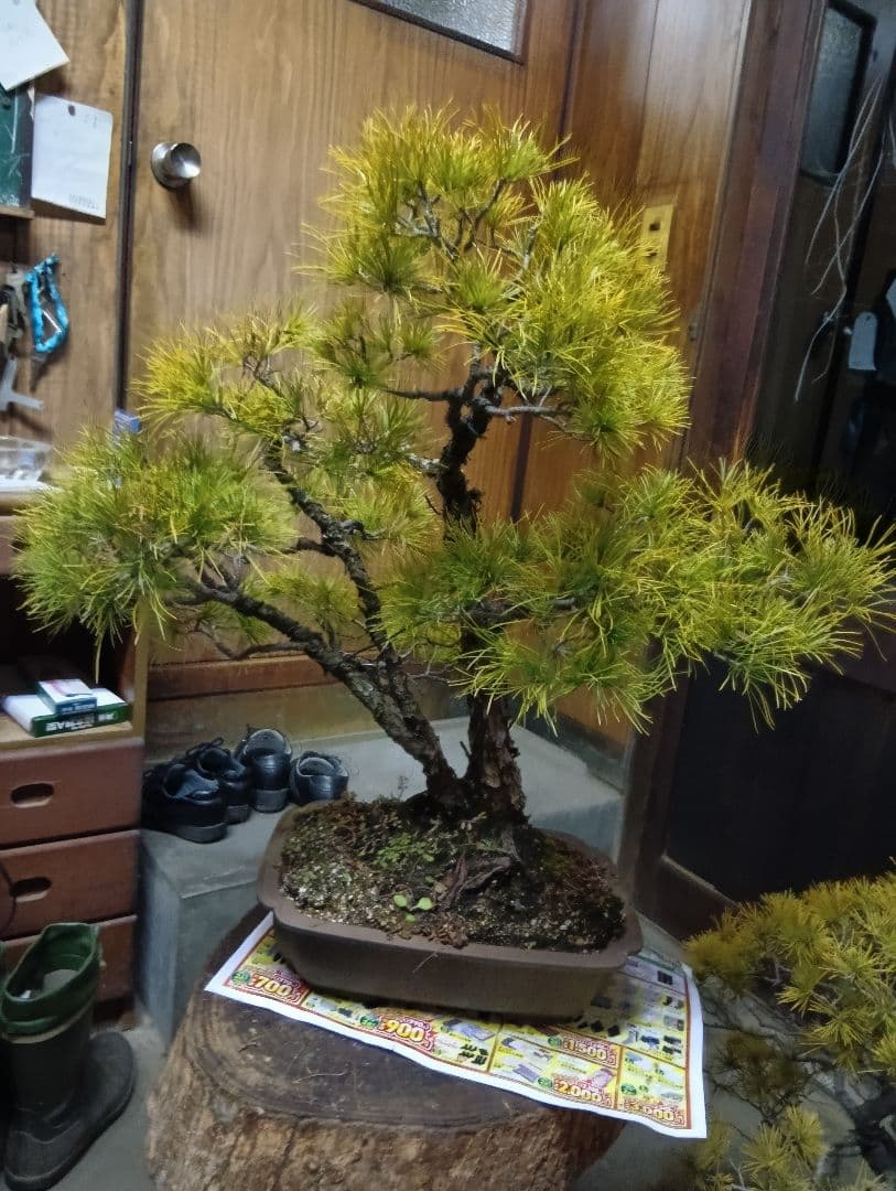 五葉松（かなり年数持ち込み古い）②