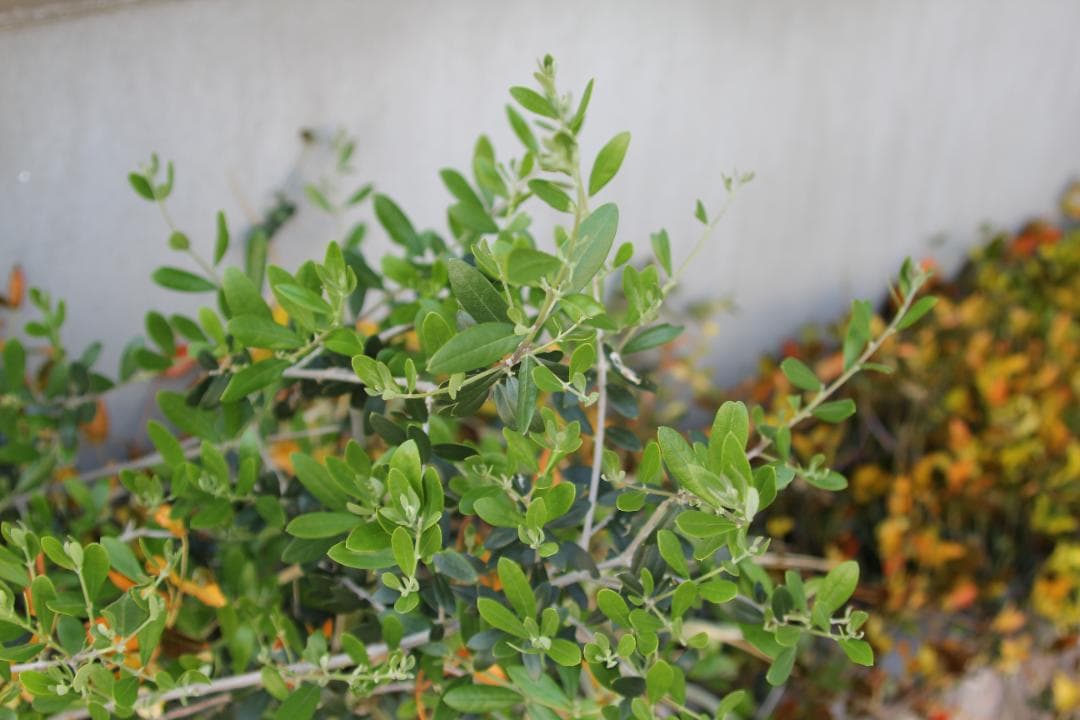 キャノン ZOOM EF 35-350mm F3.5-5.6 L USM