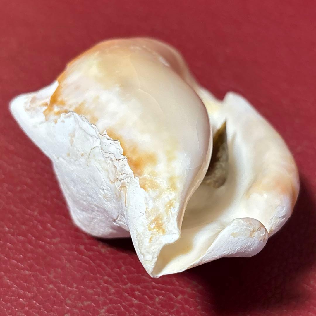 (希少)アツソデガイ　蓋付き　貝殻