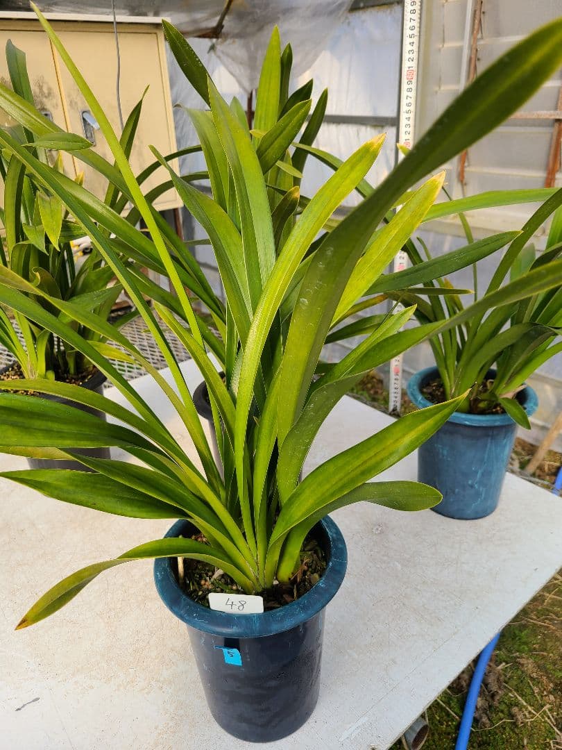 フォアゴットンフルーツ。花芽2個。5鉢セット。蜜蜂誘引蘭。日本蜜蜂。