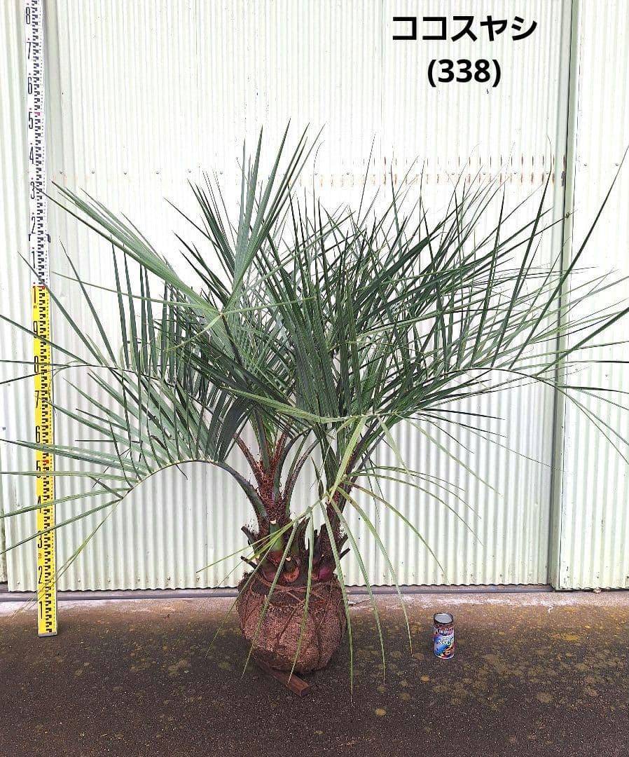 ココスヤシ　(338)　シルバーリーフ2株立ち