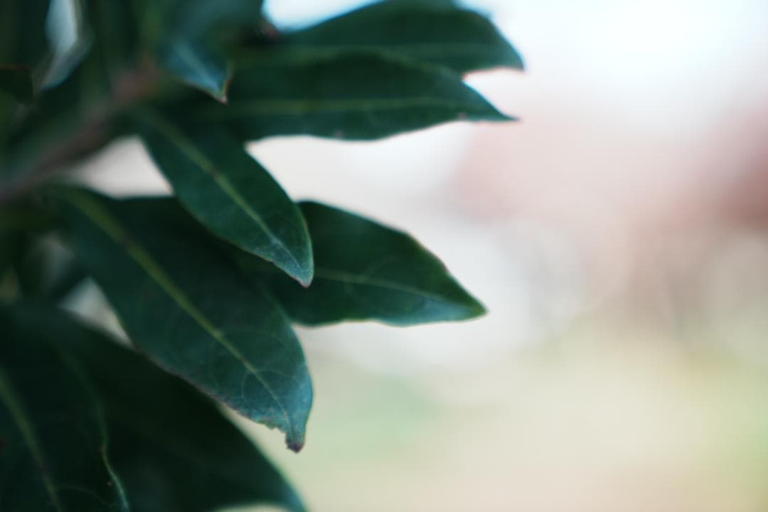 【テスト済安心】SONY SEL2470GM 大三元ズーム F2.8 131