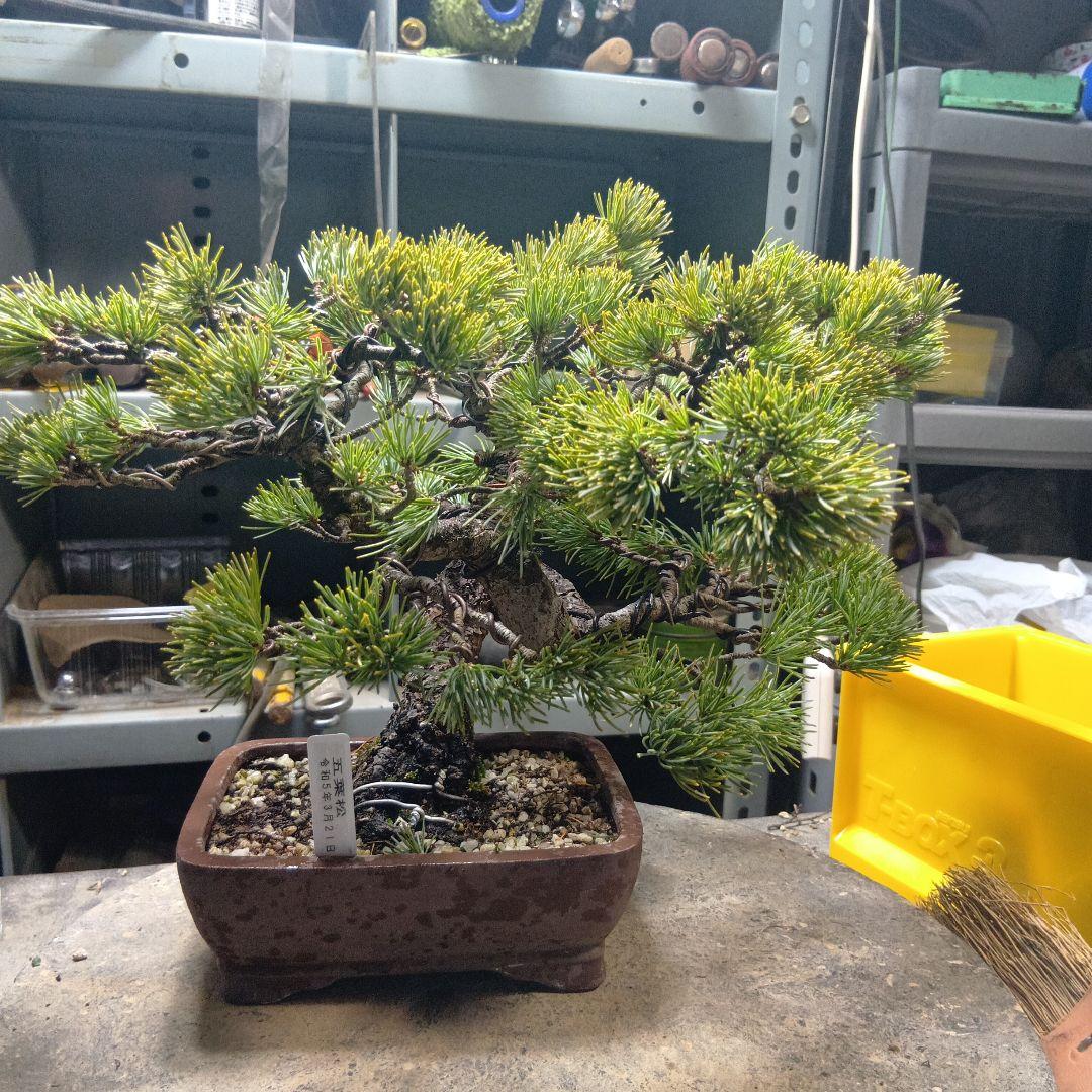 八房五葉松（かなり年数持ち込み古い）