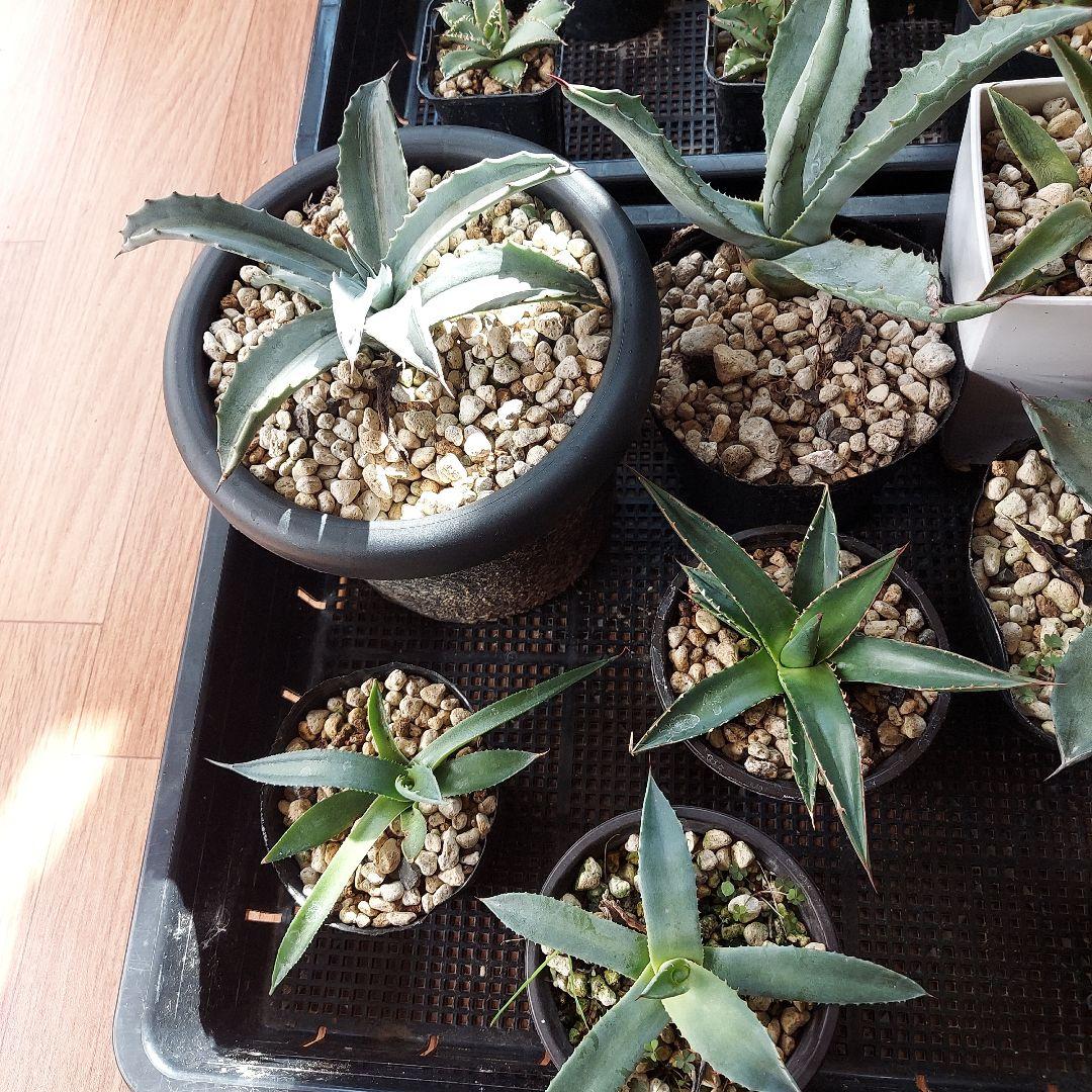 アガベ　まとめ　鉢のまま発送　メルカリ便