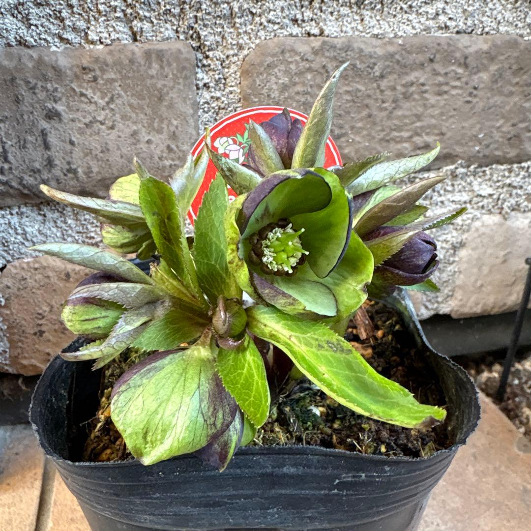 クリスマスローズ・ベビードール