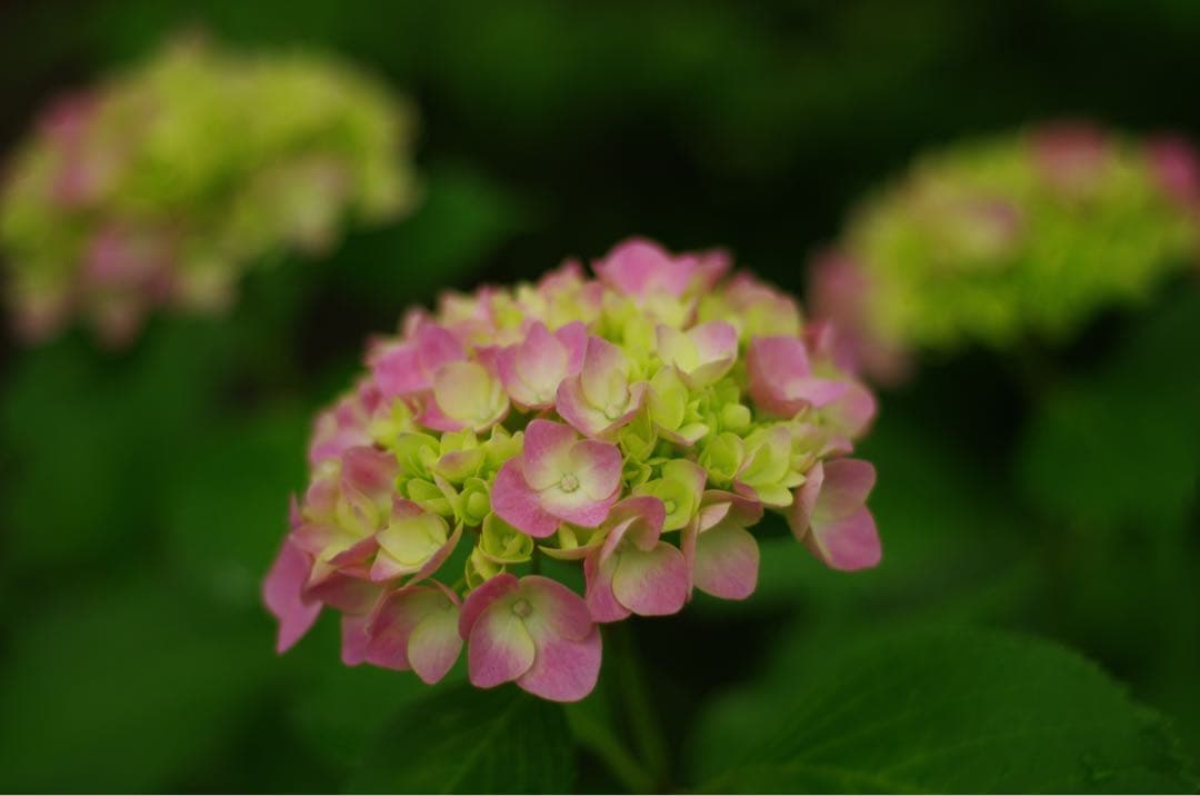 PENTAX K-5 + FA 50mm F1.4 単焦点レンズ セット