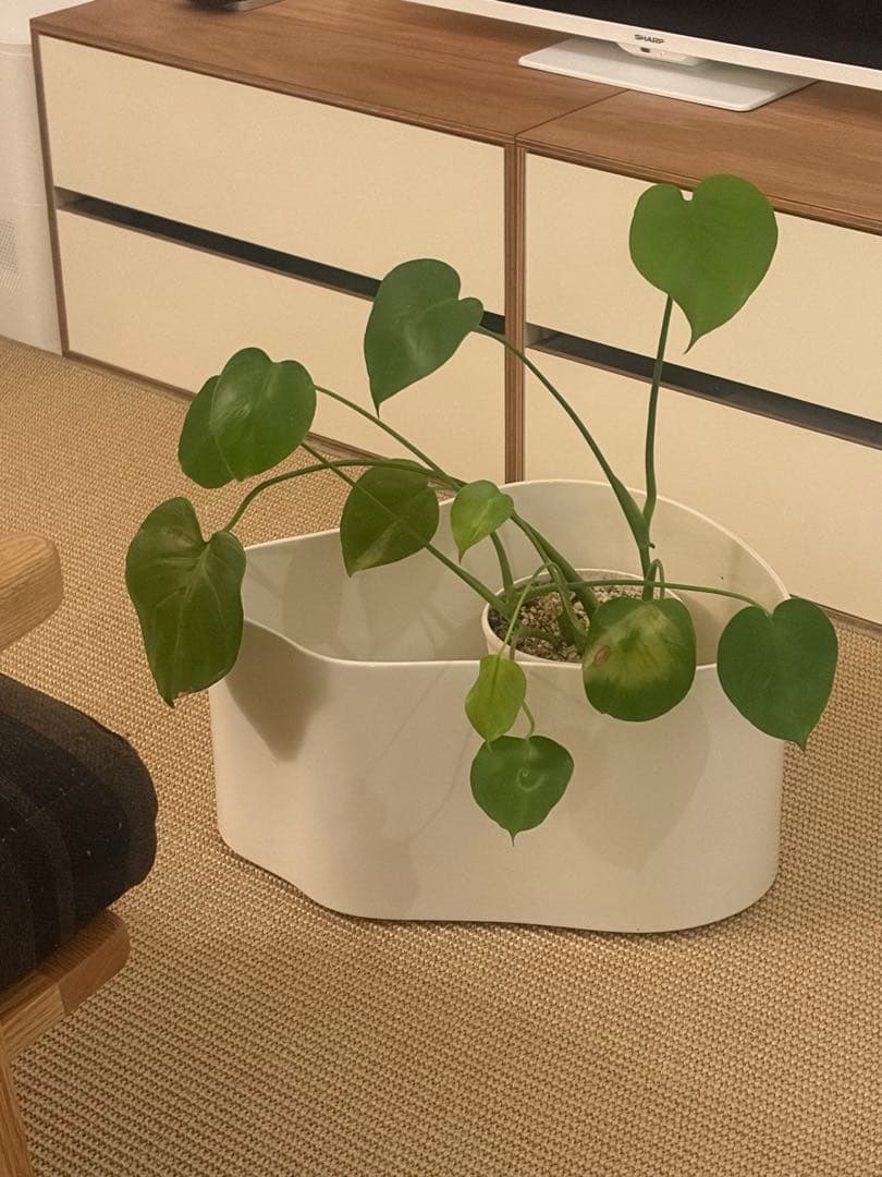 【レア】リーヒティエ プラント ポット ホワイト／Aタイプ（大）　アアルト