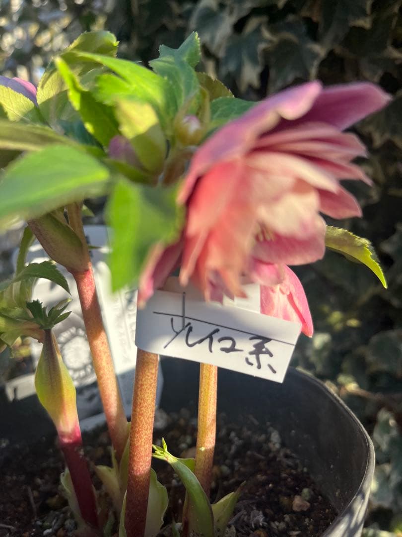 クリスマスローズ　広瀬園芸　ソレイユ系