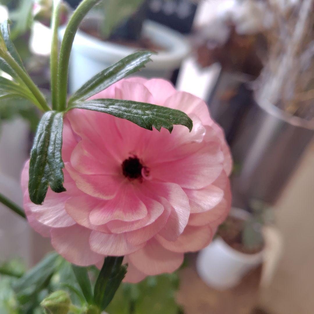 お買得！３鉢セット✺ミノアン＆ジュピター＆ヘラ ラナンキュラスラックス❧