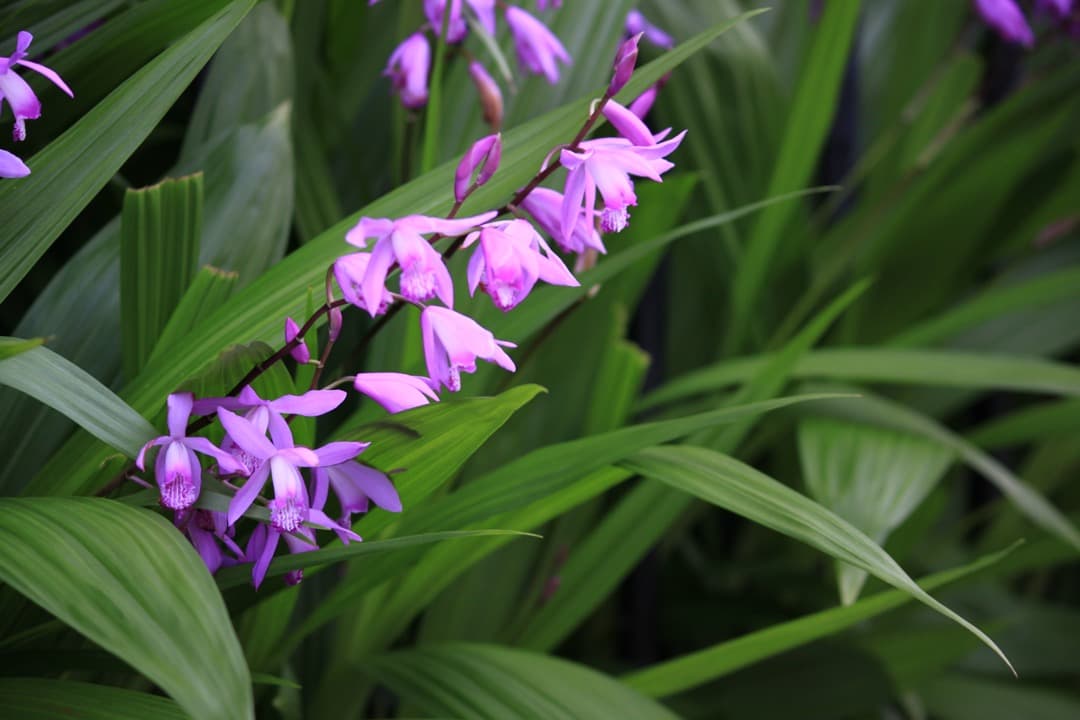 Canon EF-S 55-250mm F4-5.6 IS Ⅱ