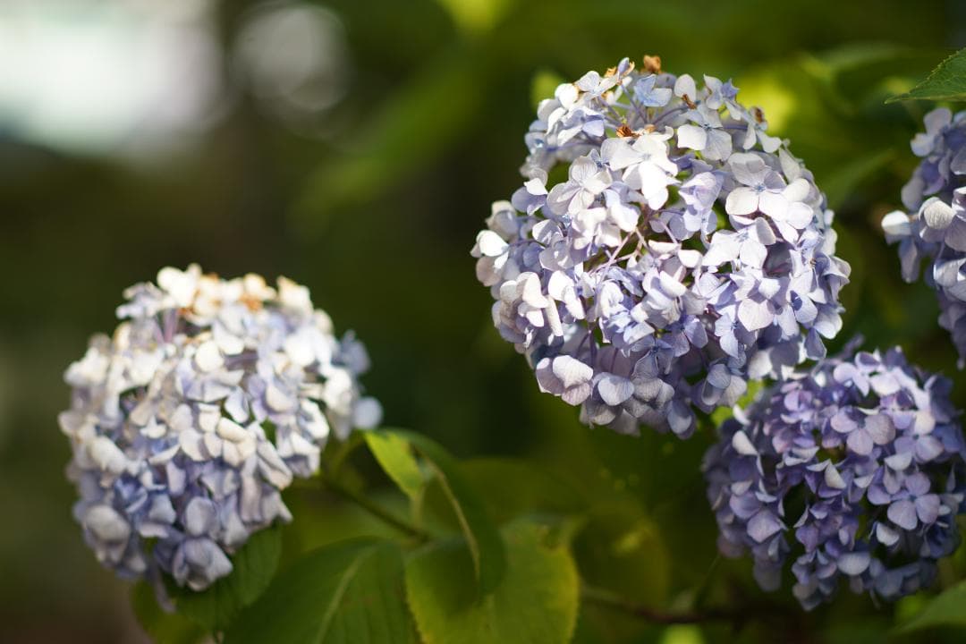 Super-Multi-Coated 6x7 105mm F2.4 説明欄名前