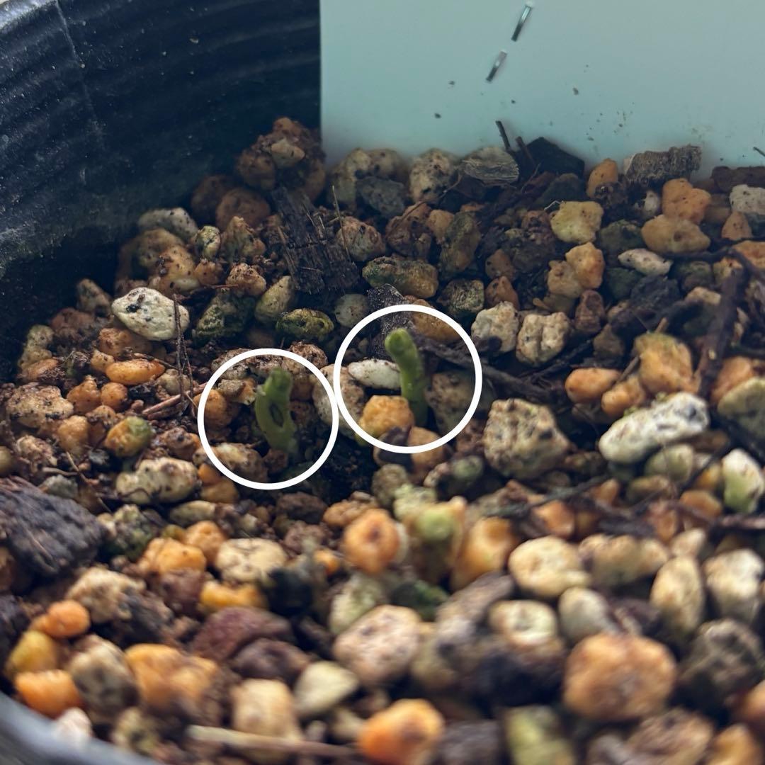 クリスマスローズ　原種　アトロルーベンス　デュメトルム　など　交配