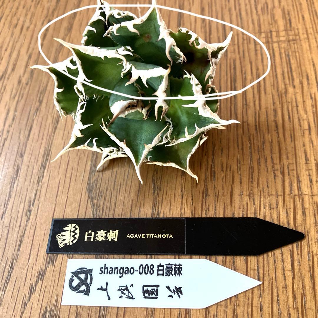 J*J様 【オークション】13 ラスト1株　優秀　アガべ　白豪刺　白豪棘　TC