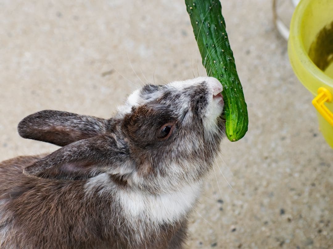 一眼レフ　Nikon D3300 ダブルズームキット