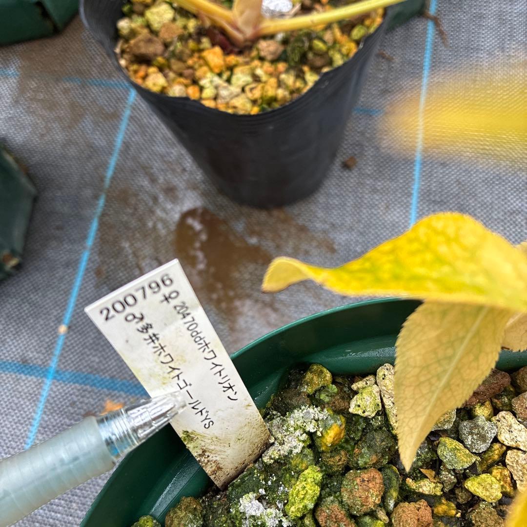 フラメンコママさん専用　2点