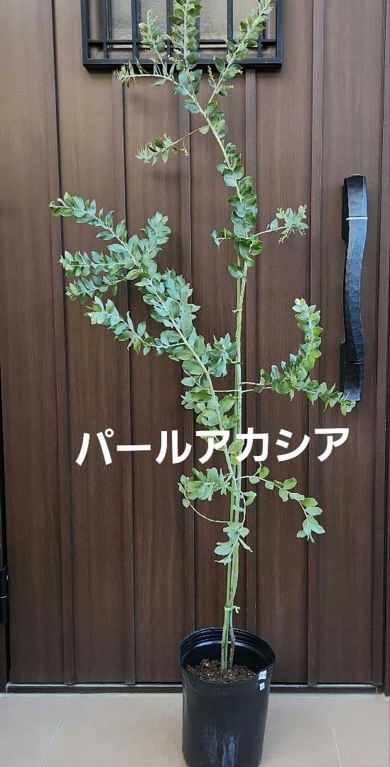 花芽付き♡大きめ　パールアカシア　7号ポット苗　ミモザ　オージープランツ