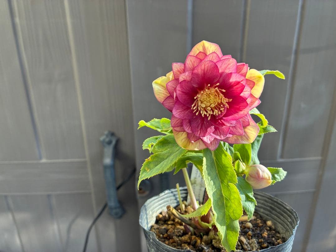 アオサ♡DDレッドゴールド白抜け　整形花