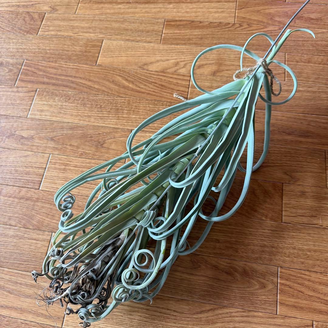 チランジア ドゥラティ 大株 超ロング 希少サイズ 現品