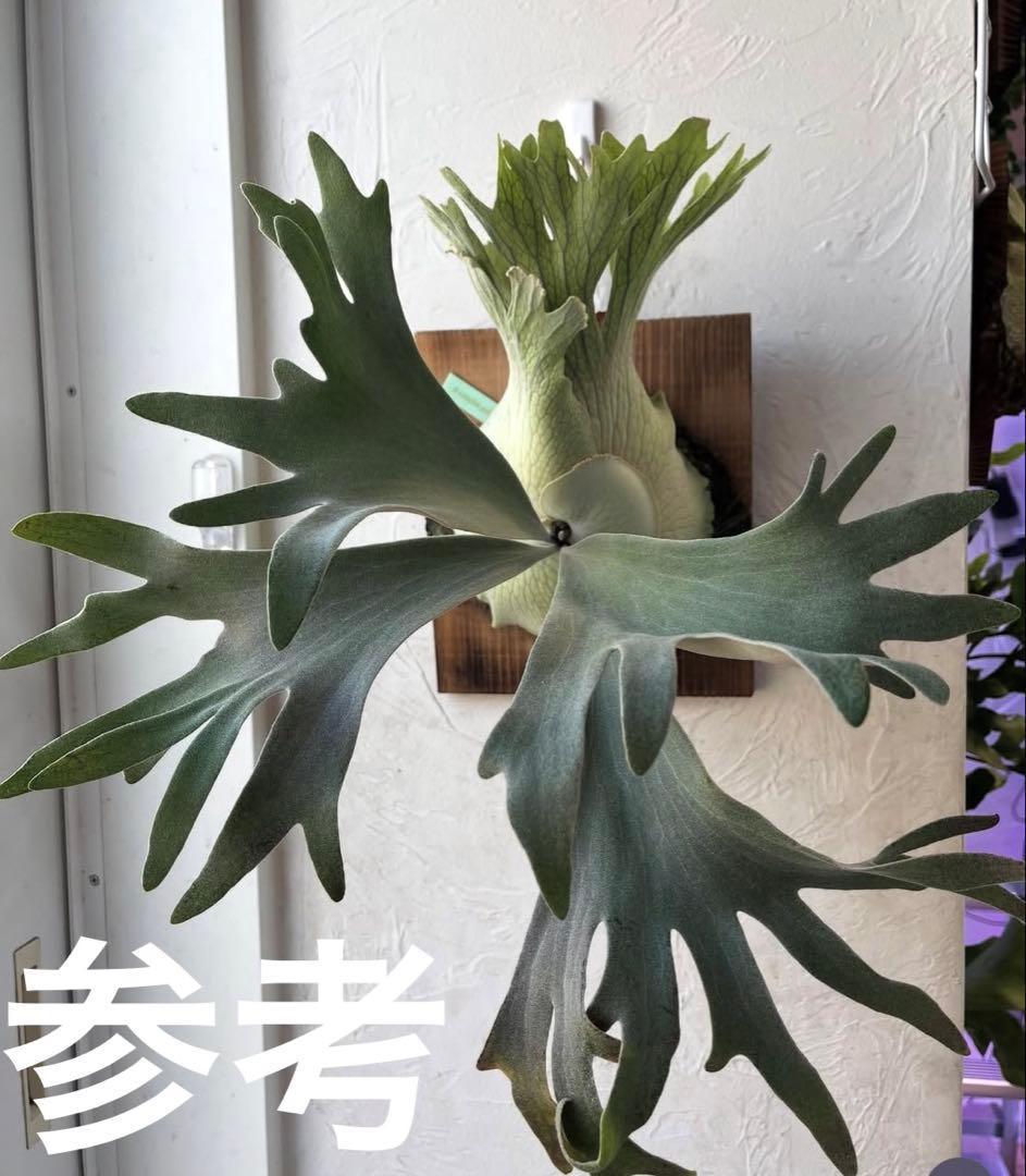 S*様 ビカクシダ　ペドロタツタ　コルク付け