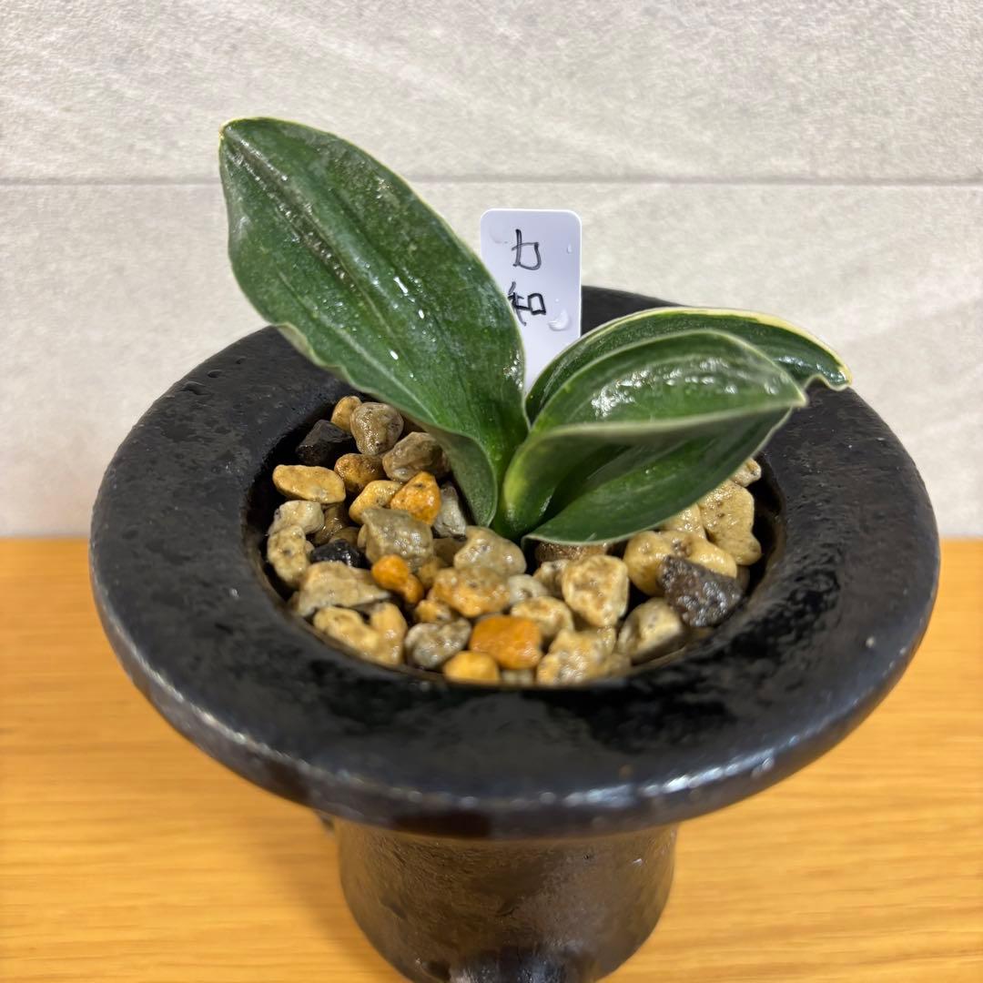 万年青　力和　羅紗系　鉢付き