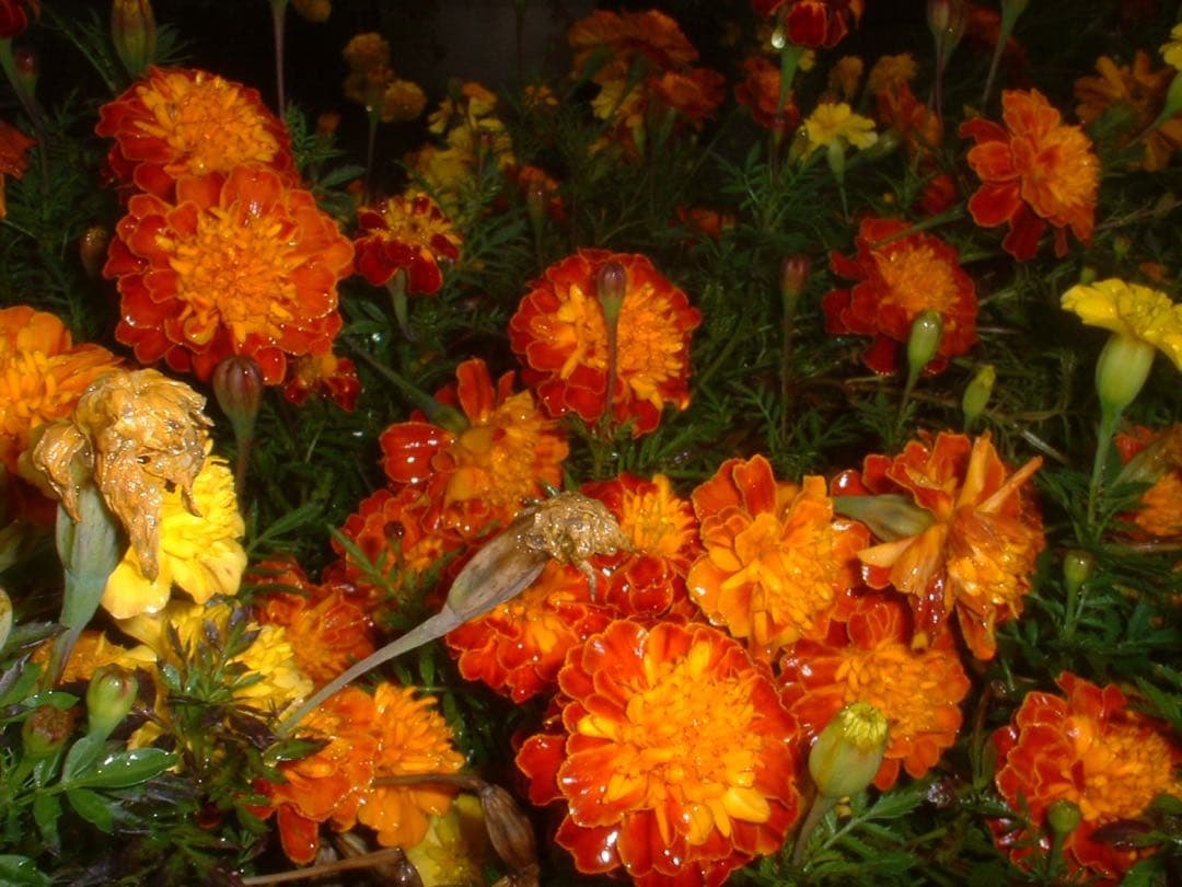 ☆動作OK FinePix 30i 乾電池式 スマートメディア付き 難あり