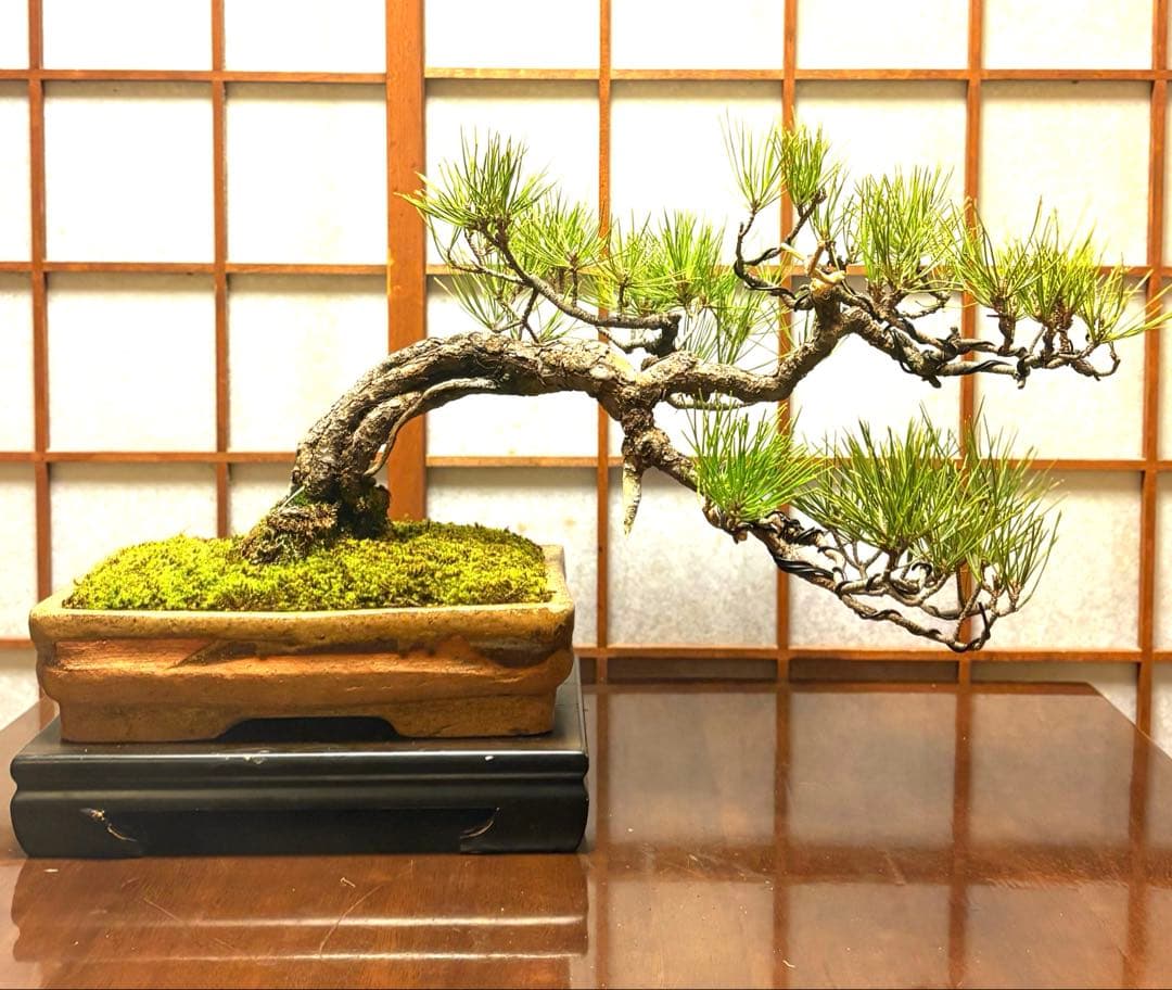 ニコル 黒松盆栽！フォロワー様170人記念！値下げ❗️鉢が珍しい陶器です❗️