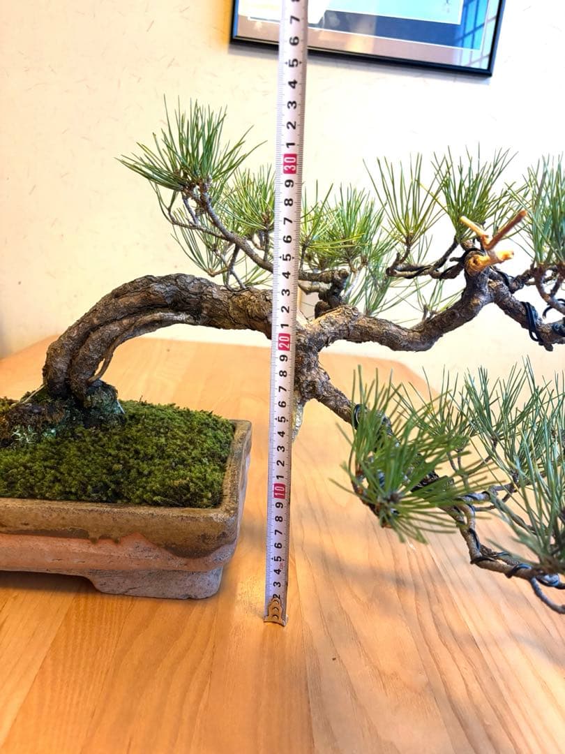 ニコル 黒松盆栽！フォロワー様170人記念！値下げ❗️鉢が珍しい陶器です❗️