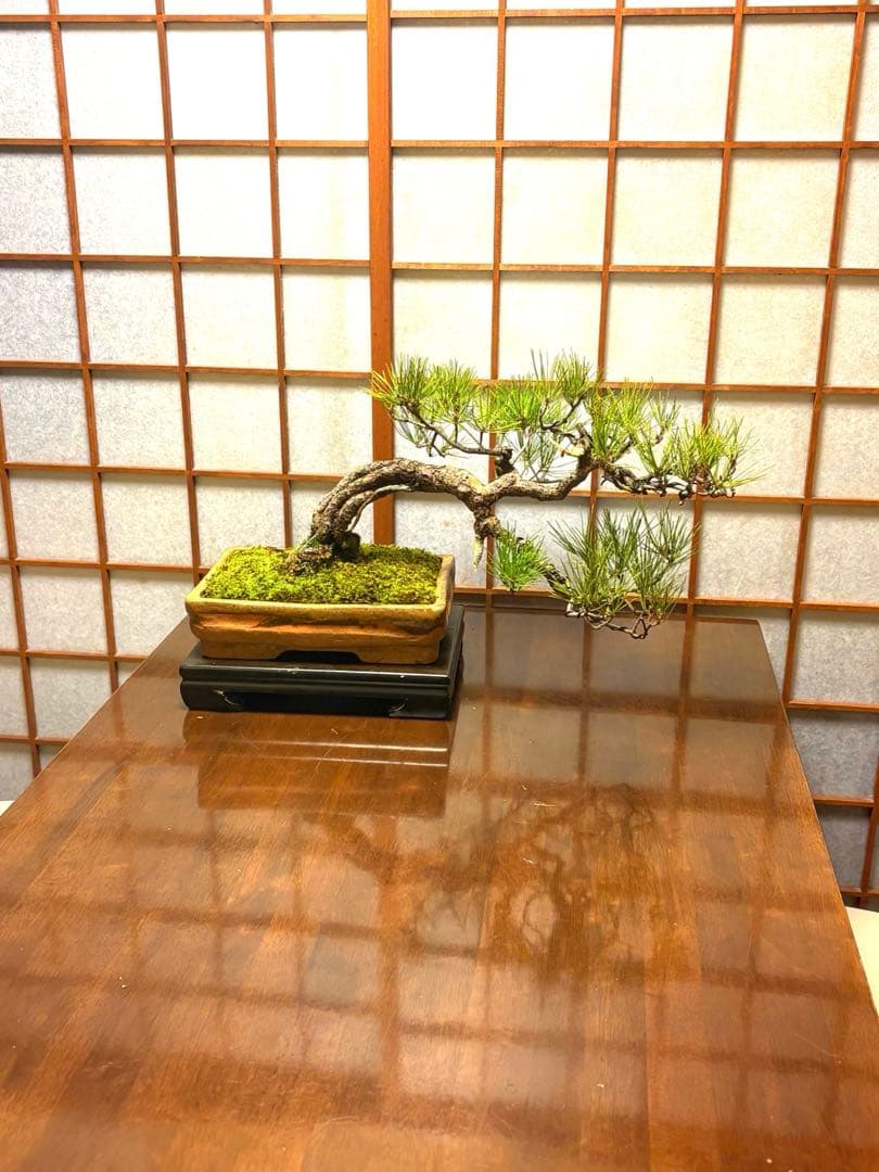 ニコル 黒松盆栽！フォロワー様170人記念！値下げ❗️鉢が珍しい陶器です❗️