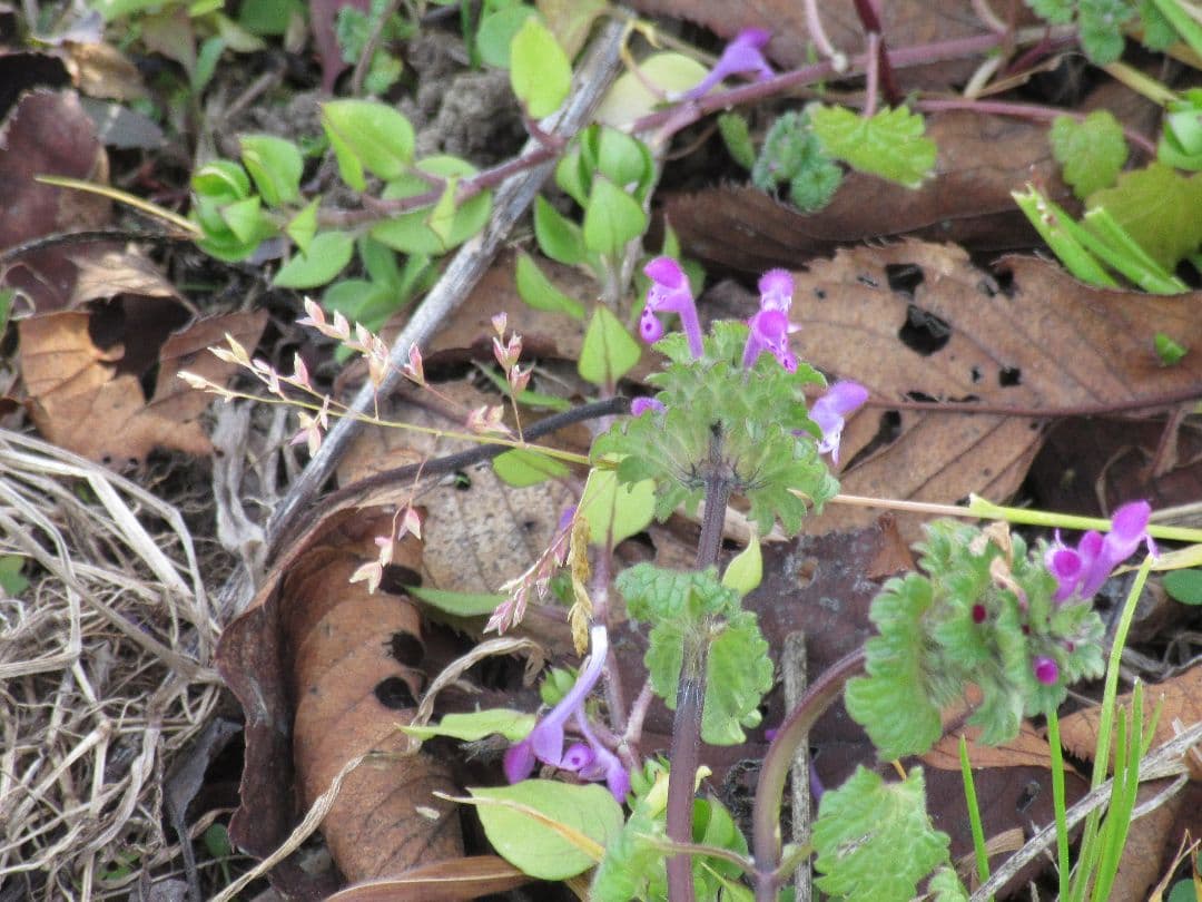 Canon　キャノン　Powershot 　SX600HS　ブラック