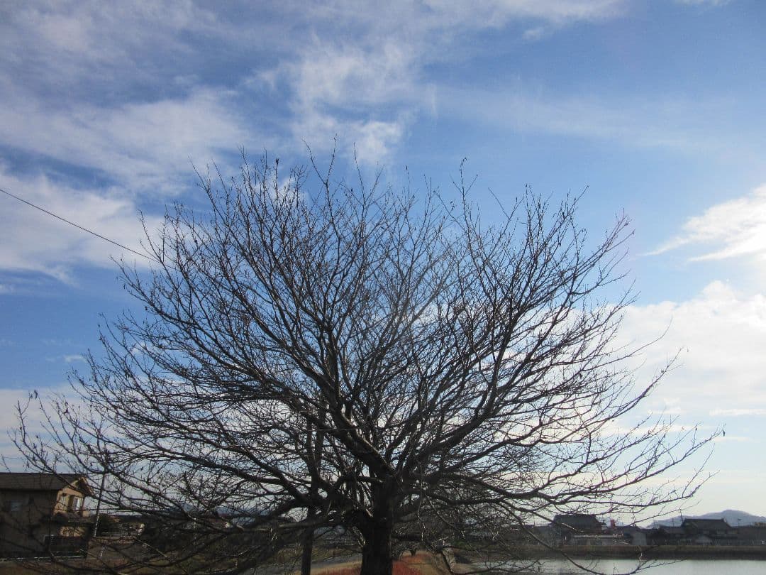 Canon　キャノン　Powershot 　SX600HS　ブラック