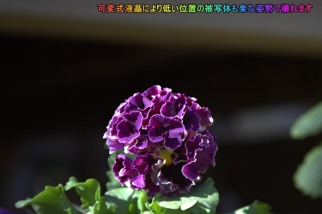 【ショット数極少】おまけバック付き✨Canon kiss X5　スマホ転送✨