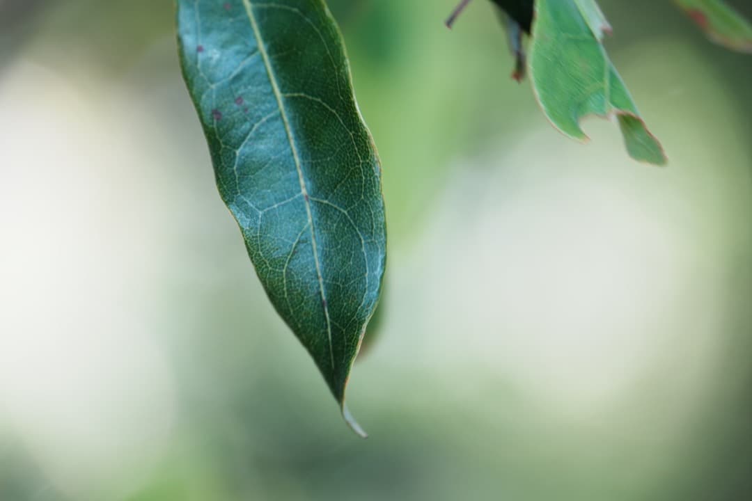 【これ1本】動作◎ SONY SEL18200LE 望遠ズームレンズ 242